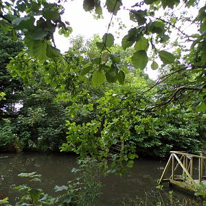 Lemur island (red-bellied and ring-tailed lemur) 29.6.24