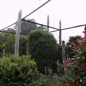Brown wood owl aviary 29.6.24
