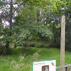 Second Dusky pademelon enclosure  29.6.24