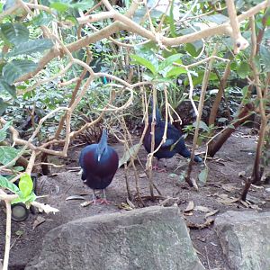 Victoria crowned pigeons 29.6.24