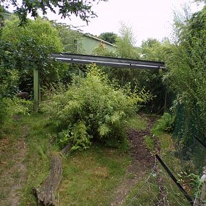 One of the babirusa enclosures 29.6.24