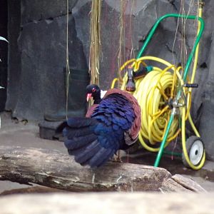 White-naped pheasant pigeon 29.6.24