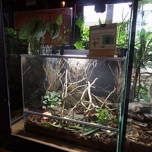 Question mark cockroach terrarium 29.6.24