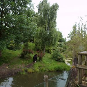 Andean bear enclosure 29.6.24