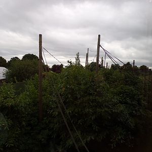 Bornean orangutan and lar gibbon enclosure 29.6.24