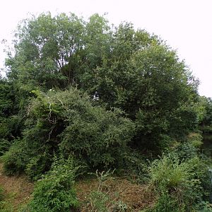 White-belted ruffed lemur island 29.6.24