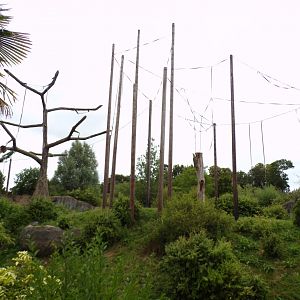 Sumatran orangutan enclosure 29.6.24