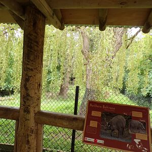 One of the babirusa enclosures 29.6.24