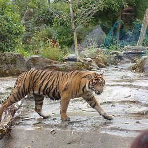 Sumatran tiger 29.6.24