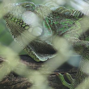 Arca do Noah - Green iguana
