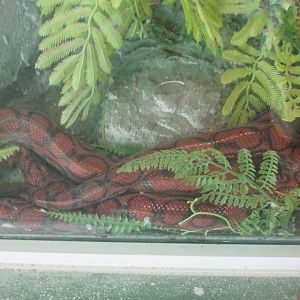 Arca do Noah - Amazon rainbow boa