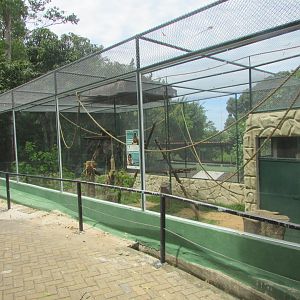 Arca do Noah - Horned capuchin enclosure