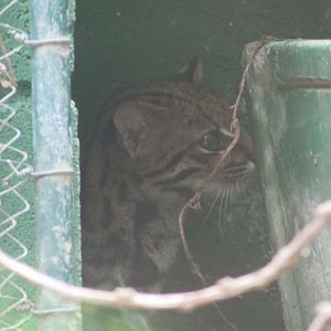 Arca do Noah - Southern tiger cat