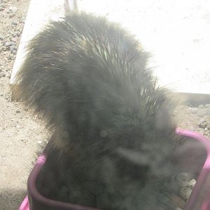 Arca do Noah - Paraguayan hairy dwarf porcupine