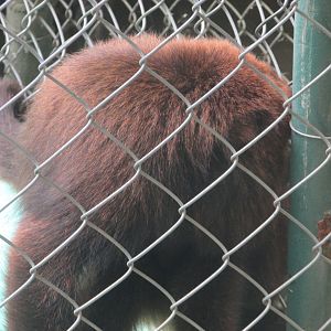 Arca do Noah - Brown howler