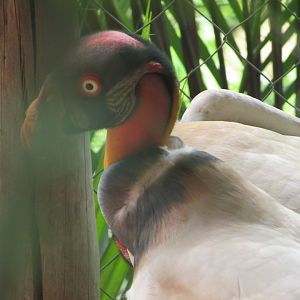 Arca do Noah - King vulture