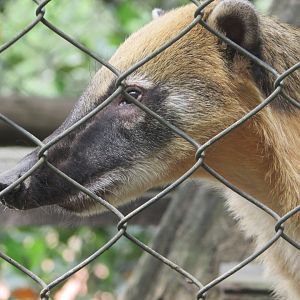 Arca do Noah - Ring-tailed coati