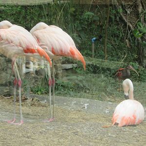 Arca do Noah - Chilean flamingos and scarlet ibis