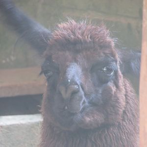 Arca do Noah - Llama