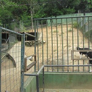 Arca do Noah - Goat pen