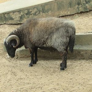 Arca do Noah - Sheep