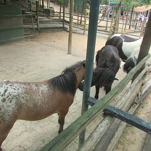 Arca do Noah - Horses