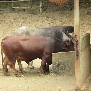 Arca do Noah - Cattle and pied buffalo