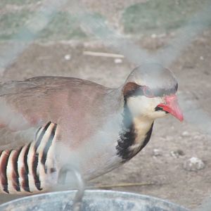 Arca do Noah - Chukar partridge