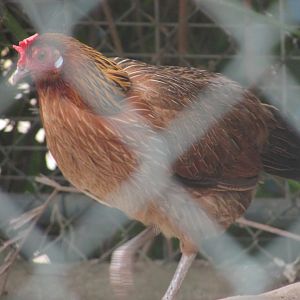 Arca do Noah - Hybrid junglefowl?