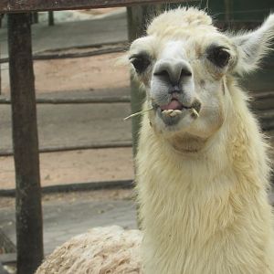 Arca do Noah - Llama