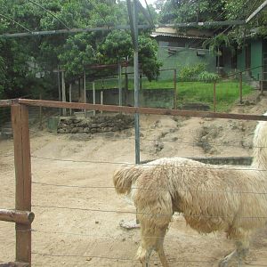 Arca do Noah - Llama pen