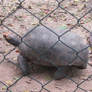 Arca do Noah - Red-footed tortoise?