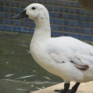 Arca do Noah - Duck
