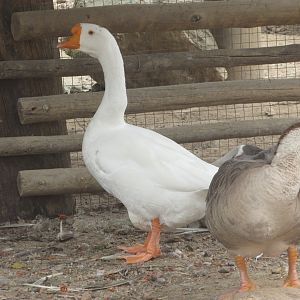 Arca do Noah - Swan geese