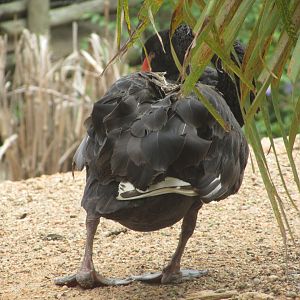 Arca do Noah - Black swan