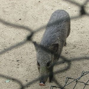 Arca do Noah - Collared peccary