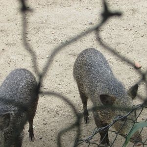 Arca do Noah - Collared peccaries