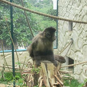 Arca do Noah - Horned capuchin