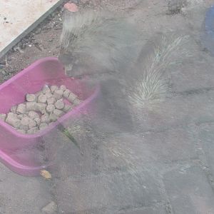 Arca do Noah - Three Paraguayan hairy dwarf porcupines