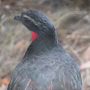 Arca do Noah - Rusty-margined guan