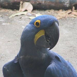 Arca do Noah - Hyacinth macaw