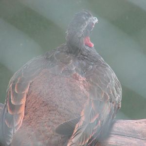 Arca do Noah - Rusty margined guan