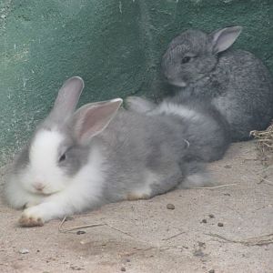 Arca do Noah - Rabbits