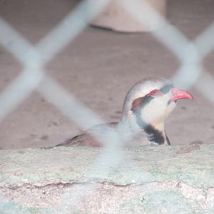 Arca do Noah - Chukar partridge
