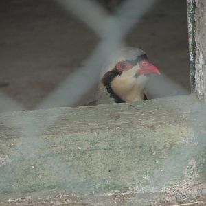 Arca do Noah - Chukar partridge