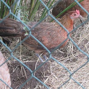 Arca do Noah - Junglefowl?