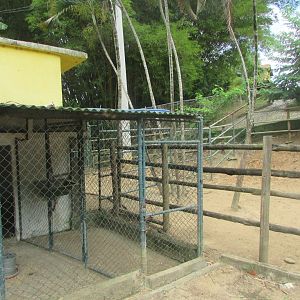 Arca do Noah - backstage pen for cattle