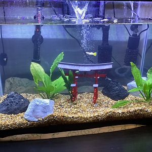 Guppy and African Dwarf Frog Tank