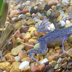 African Dwarf Frog