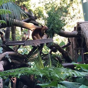 Goodfellow's Tree Kangaroo
